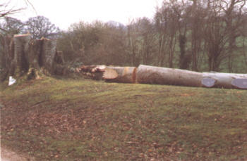 Wind Blown Beech Tree