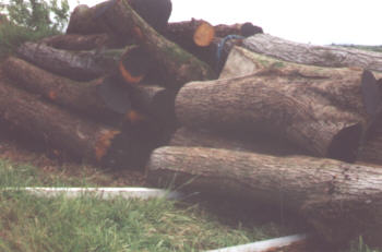 Wood ready to be sawmilled into planks