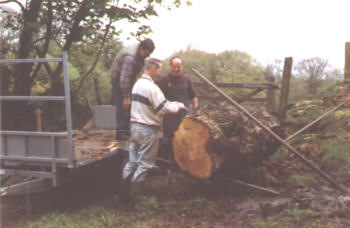 Burr Oak Trunk - 134 years old
