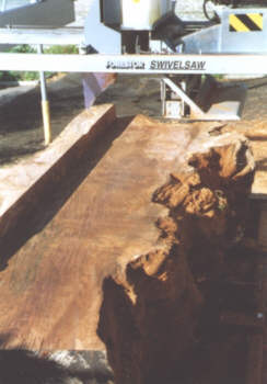 Burr Oak Trunk - 134 years old